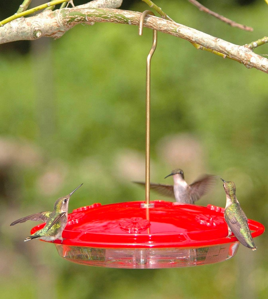 Aspects Hummingbird Feeder with Built in Ant Moat