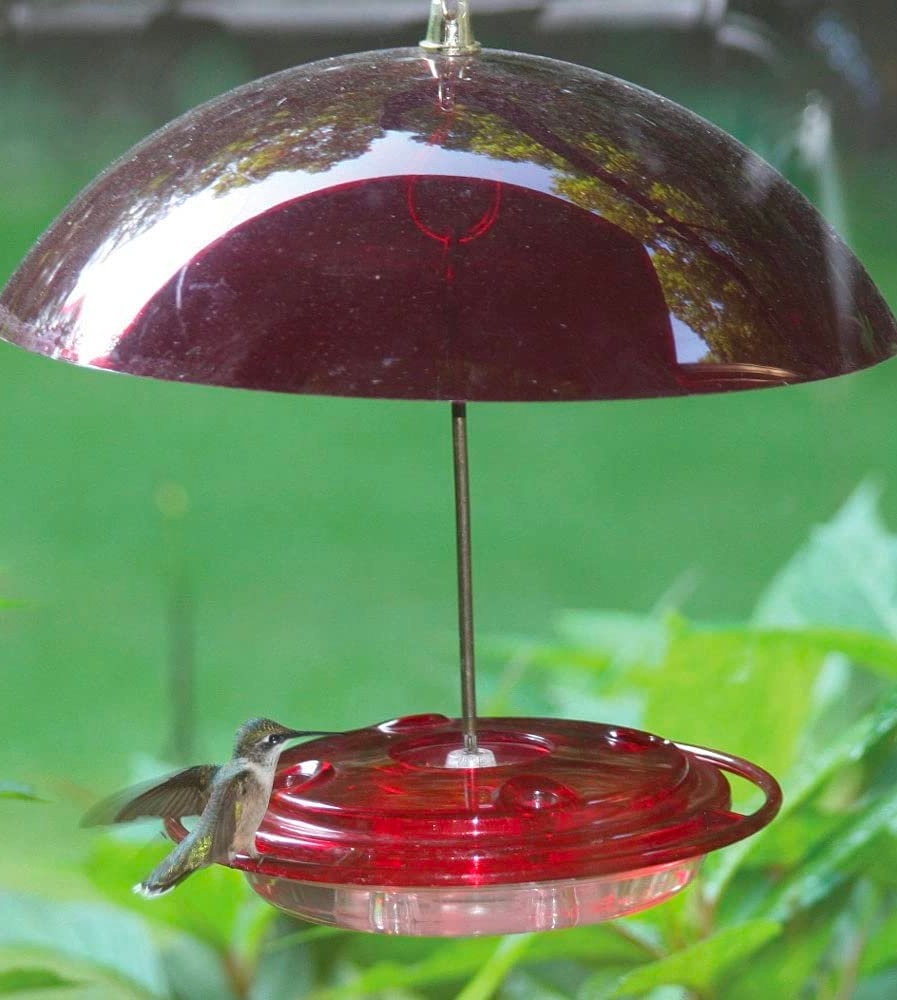 Birds Choice Hummingbird Nectar Feeder with Ant Moat
