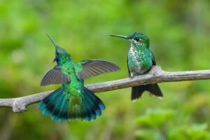 Lesser Violetear