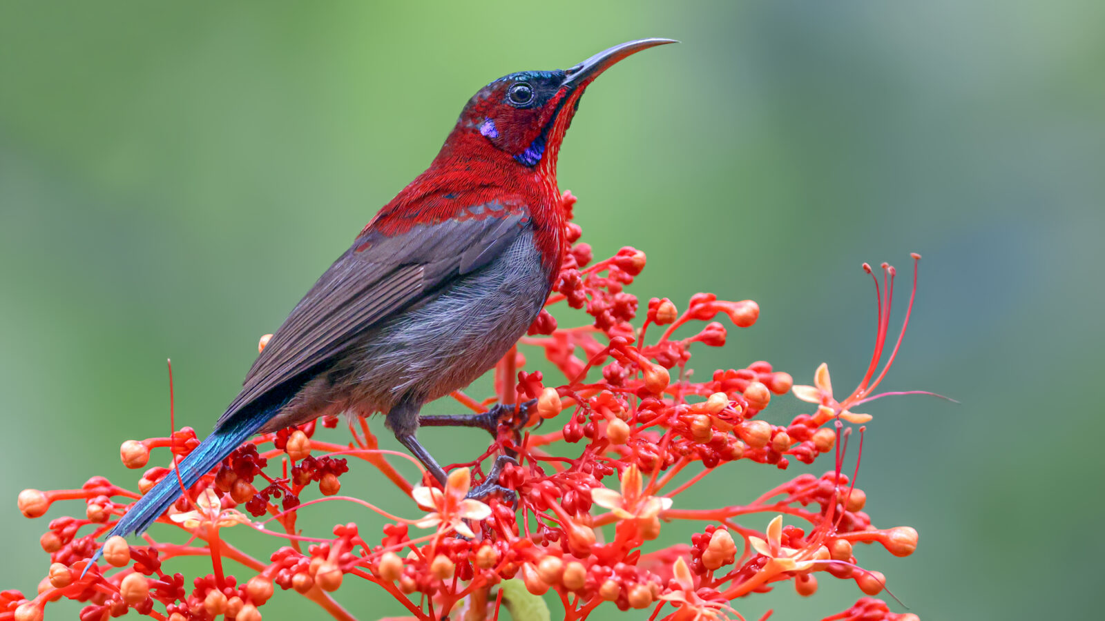 Vigors’s Sunbird