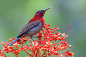 Vigors’s Sunbird