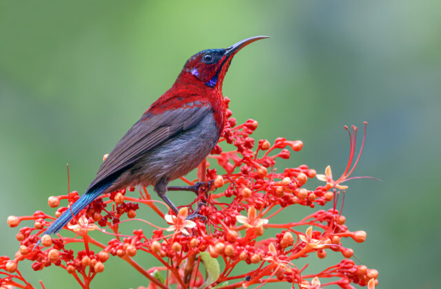 Vigors’s Sunbird
