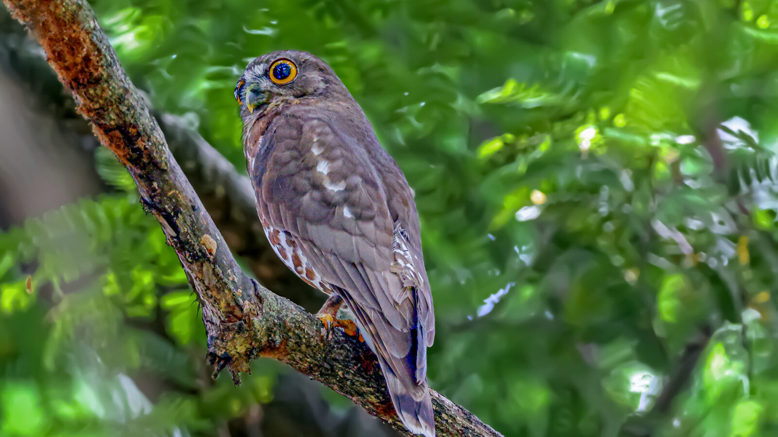 Brown Boobook