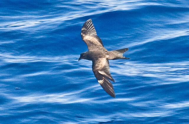 Matsudaira’s Storm Petrel