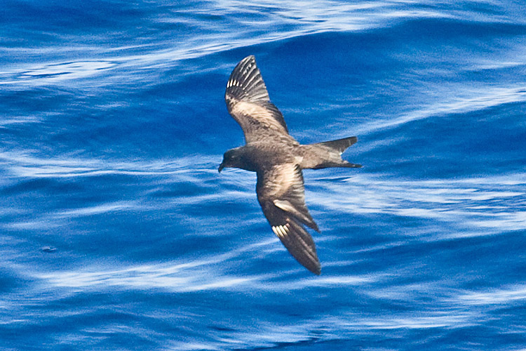 Matsudaira’s Storm Petrel