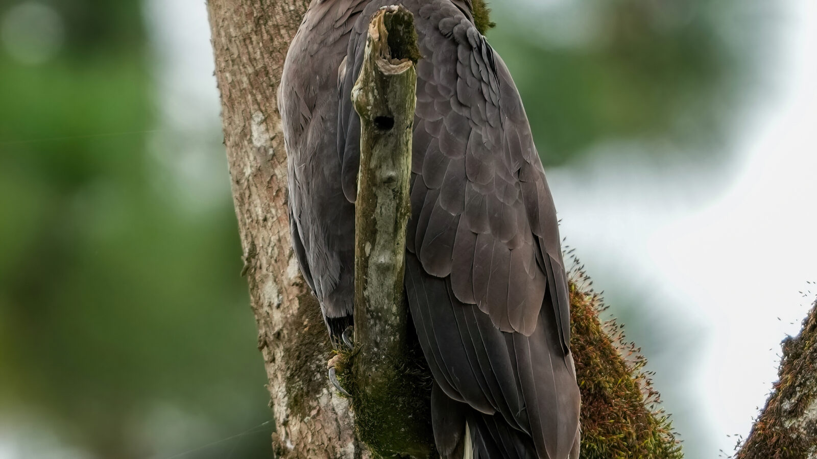 Grasshopper Buzzard