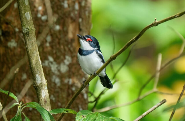 Brown-throated Wattle-eye