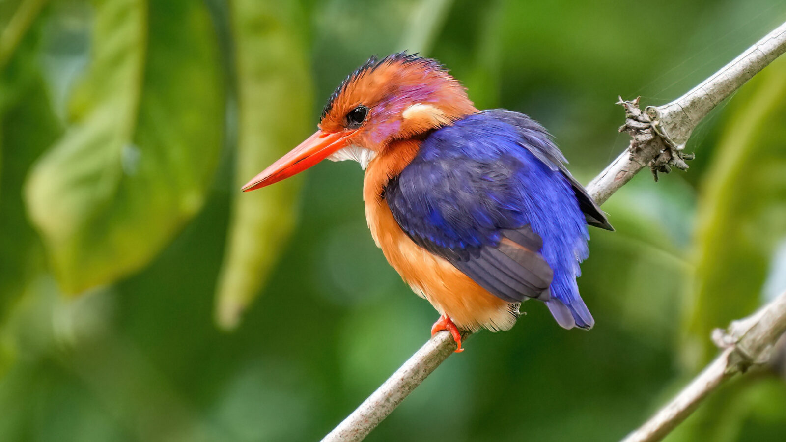 African Pygmy Kingfisher