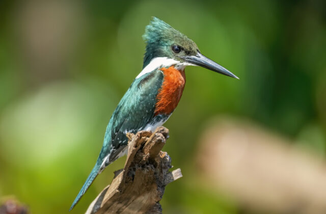 Green Kingfisher