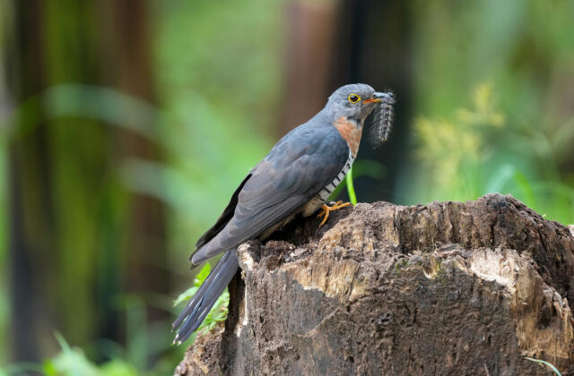 Red-chested Cuckoo