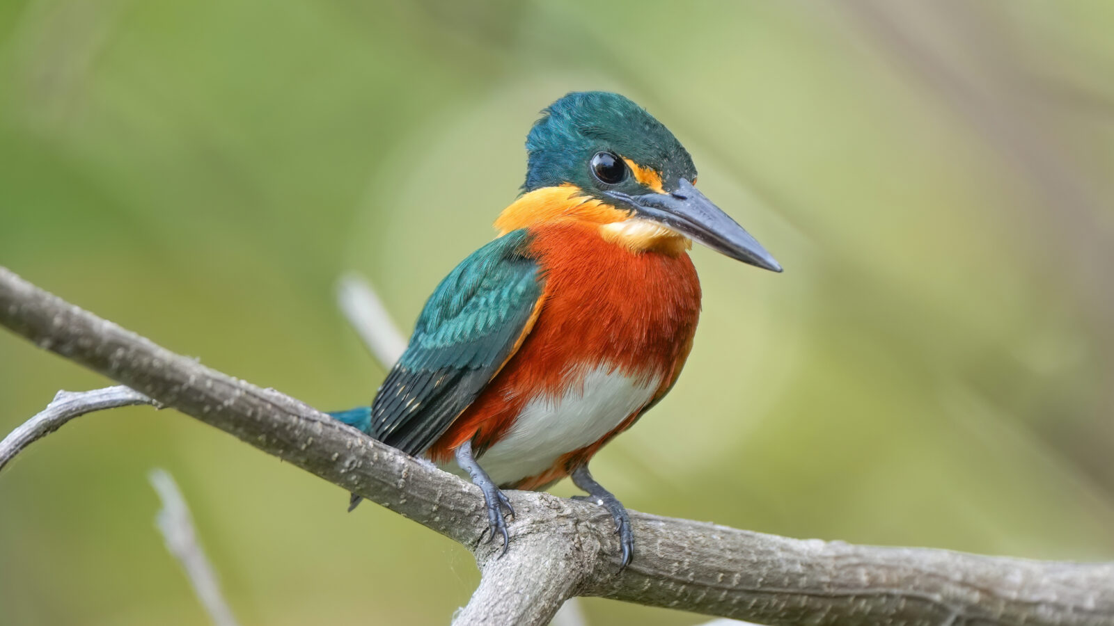American Pygmy Kingfisher