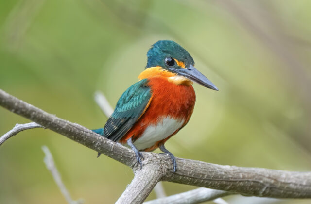 American Pygmy Kingfisher