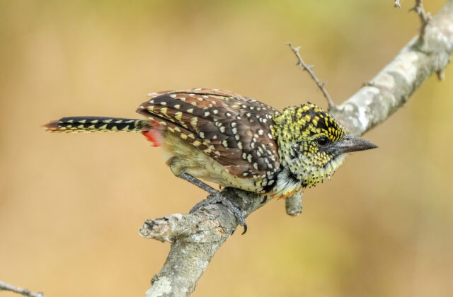 Usambiro Barbet