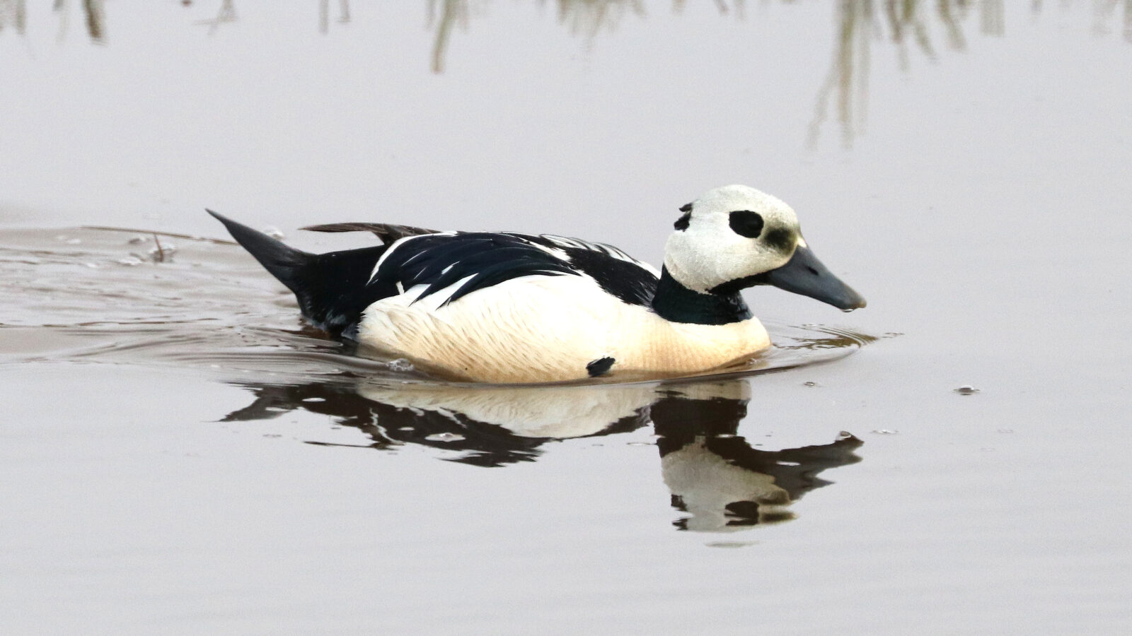 Steller’s Eider