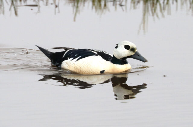 Steller’s Eider