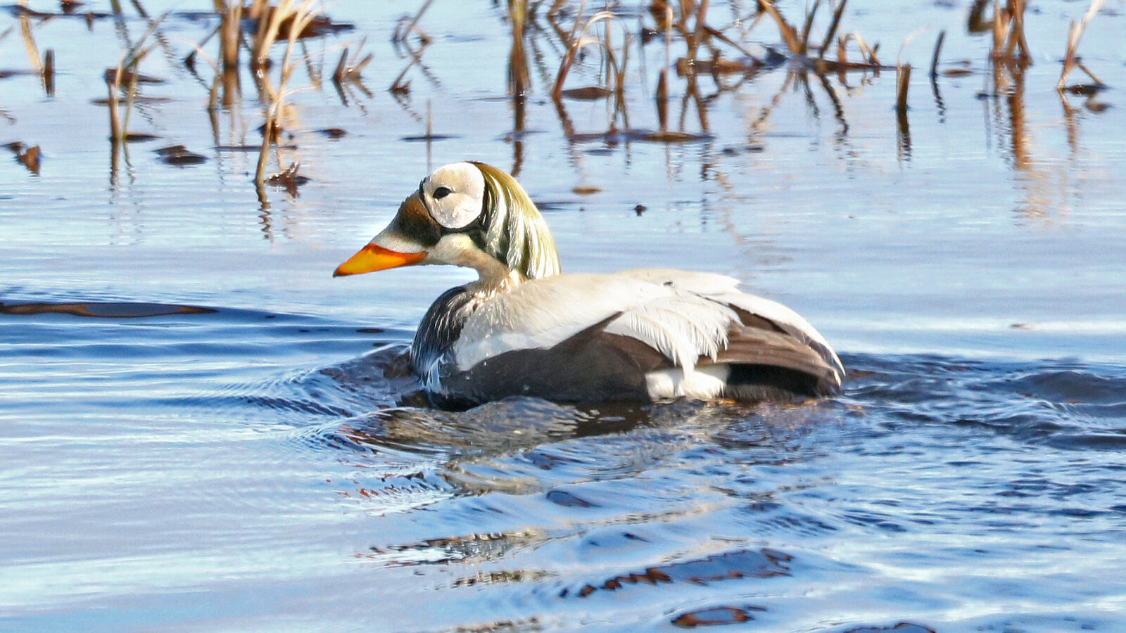 Spectacled Eider