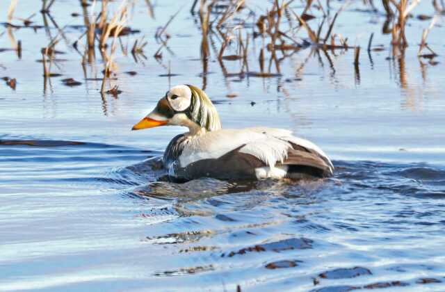 Spectacled Eider