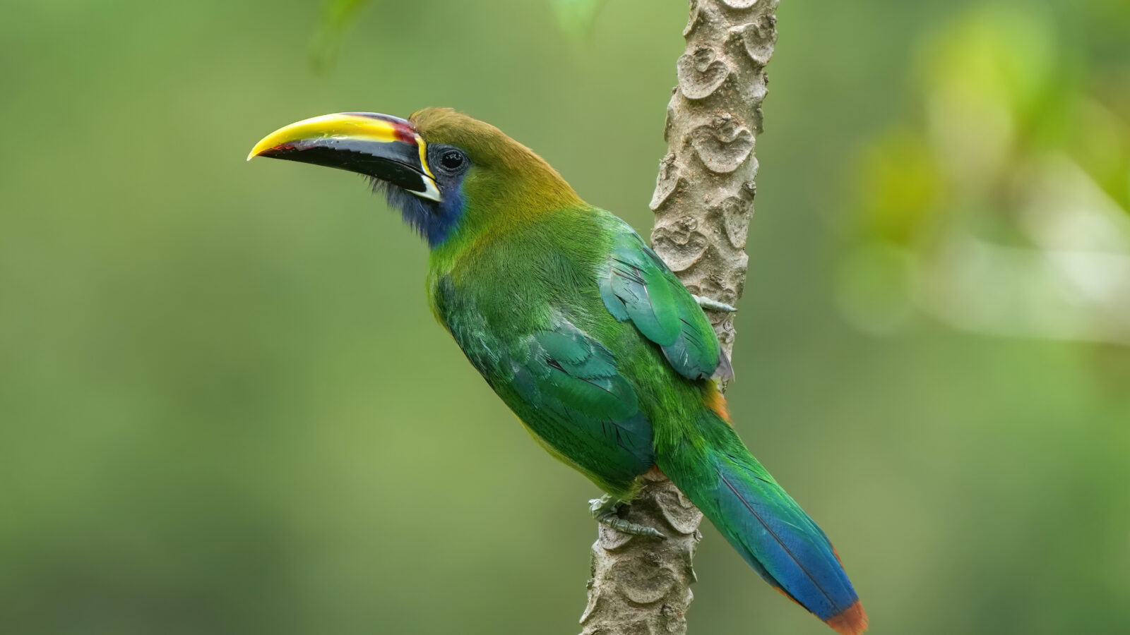 Northern Emerald Toucanet