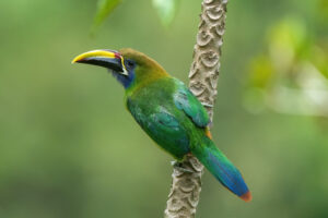 Northern Emerald Toucanet