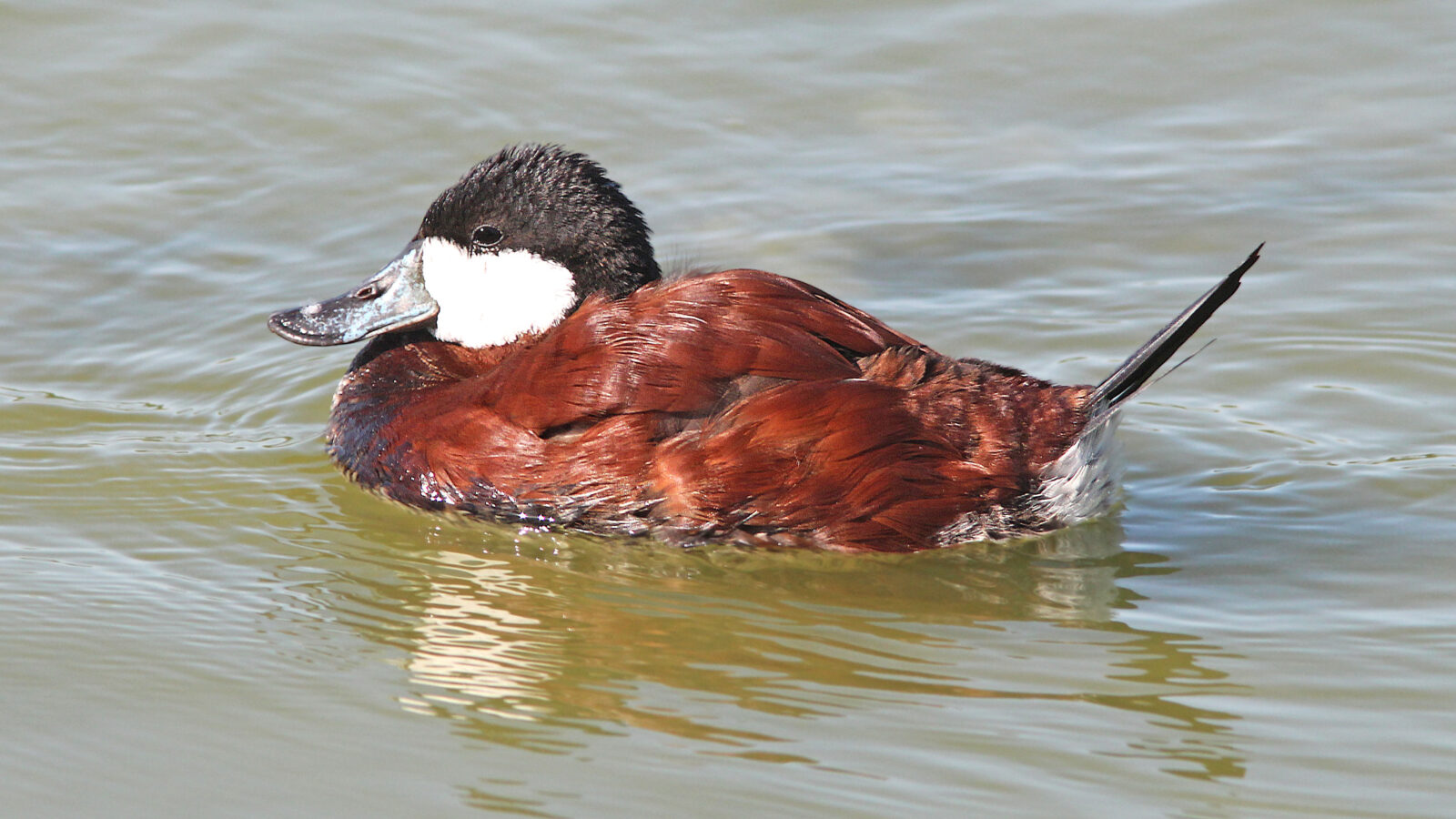Ruddy Duck