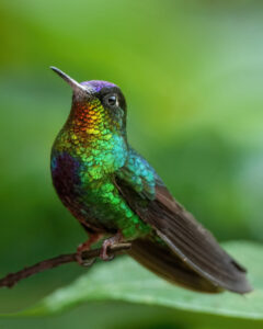 Fiery-throated Hummingbird