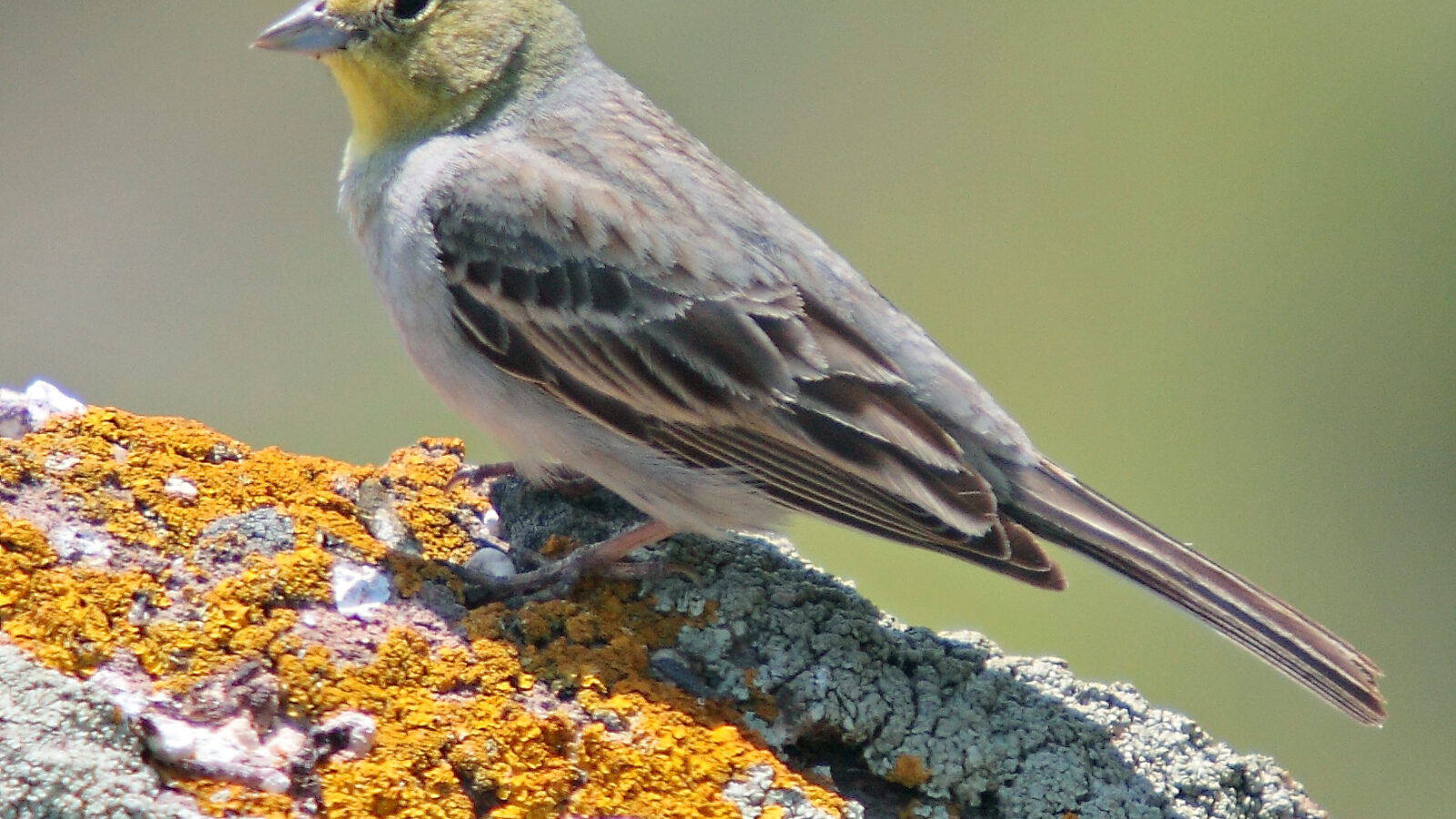 Cinereous Bunting