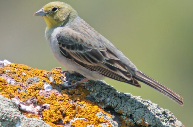 Cinereous Bunting