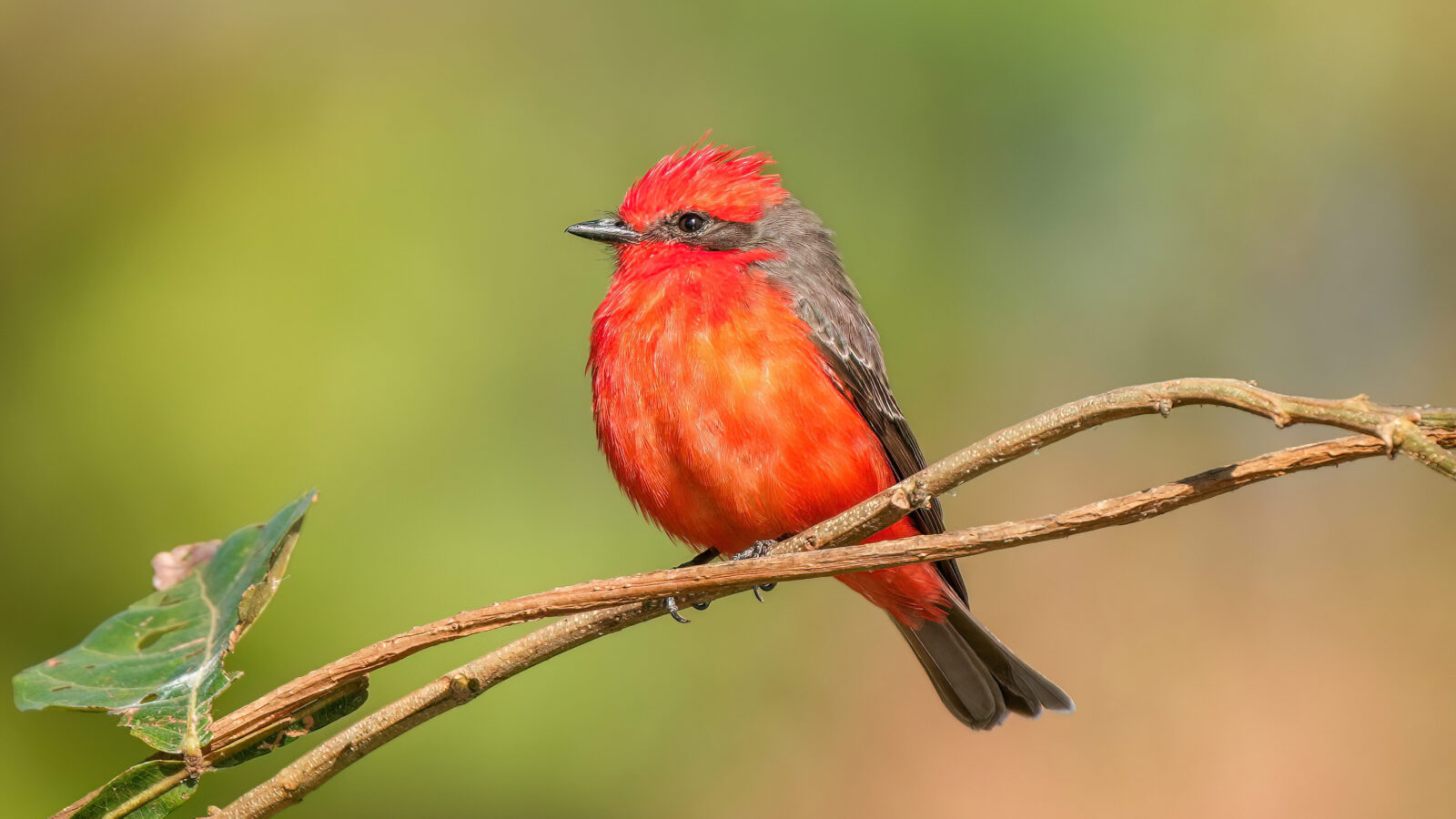 Vermilion Flycatcher