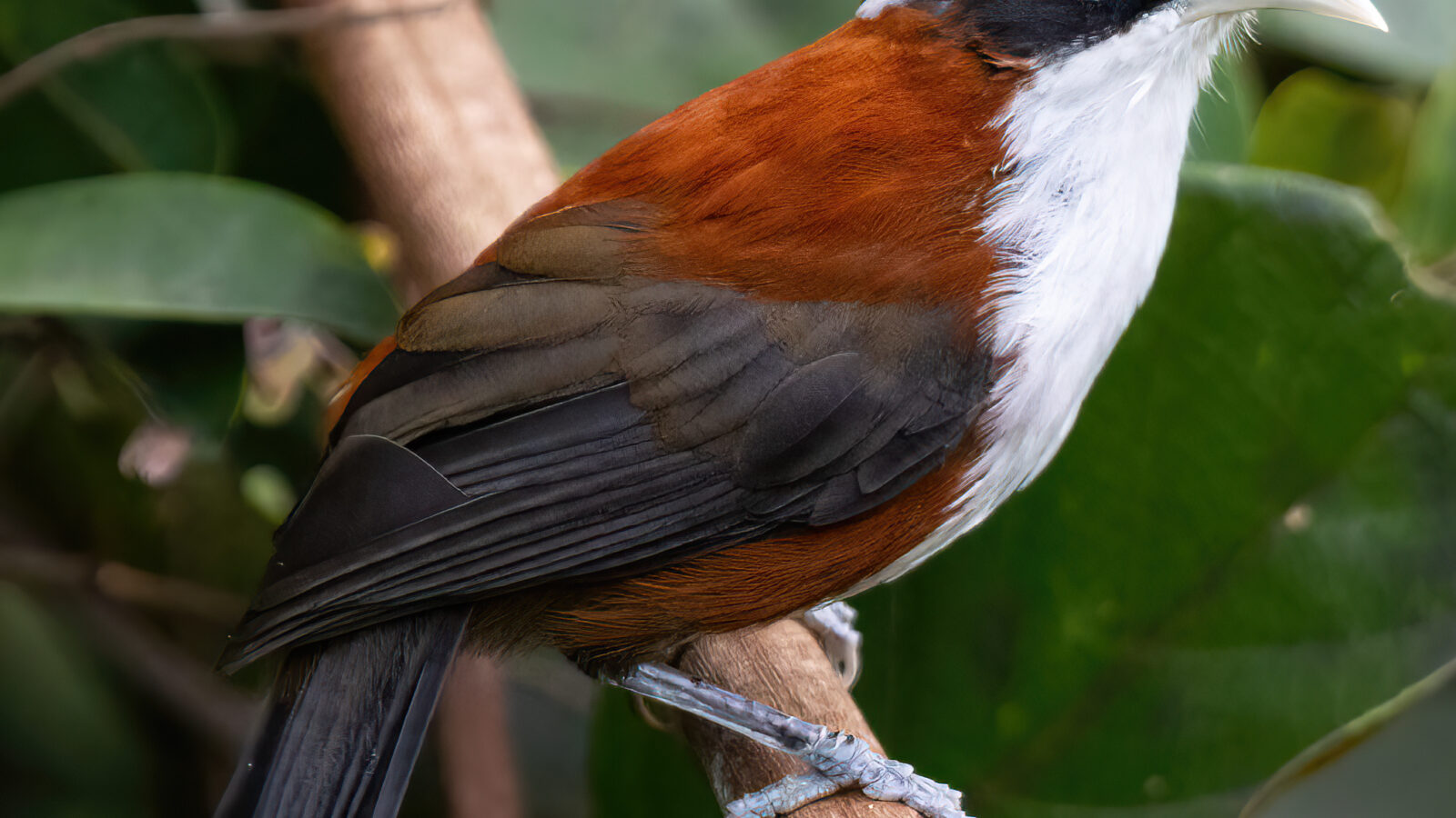 Sunda Scimitar Babbler