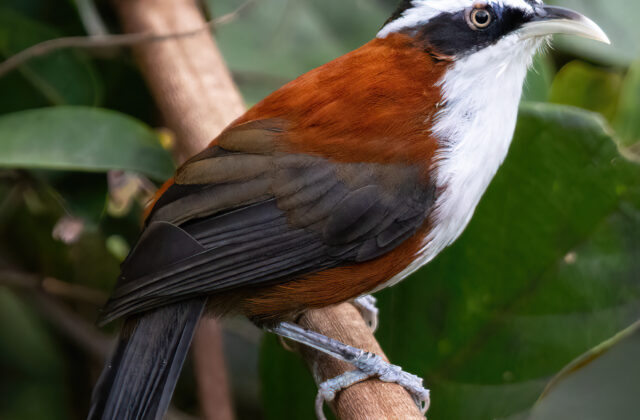 Sunda Scimitar Babbler