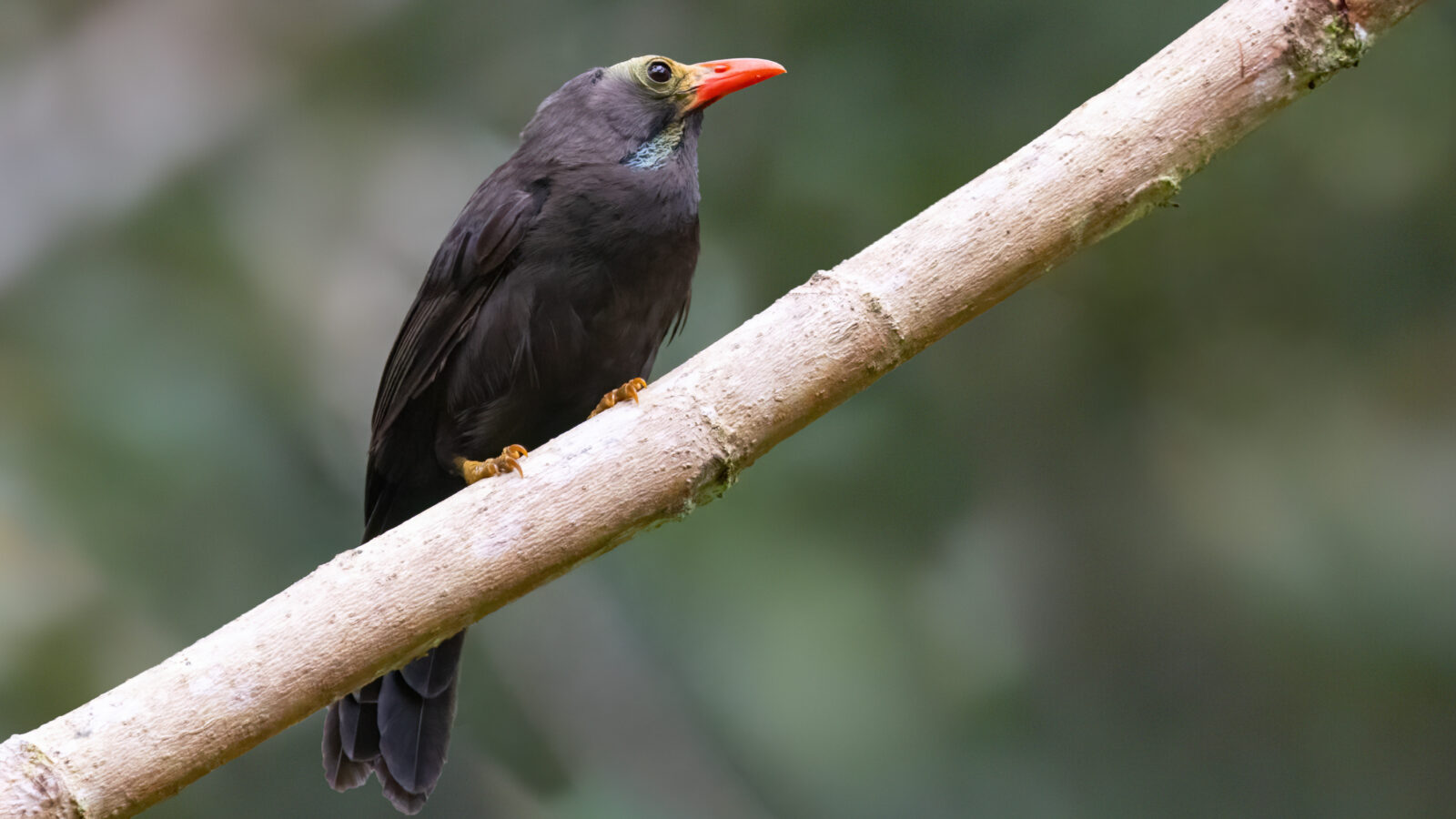 Bare-headed Laughingthrush