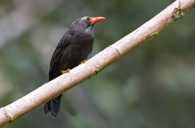Bare-headed Laughingthrush