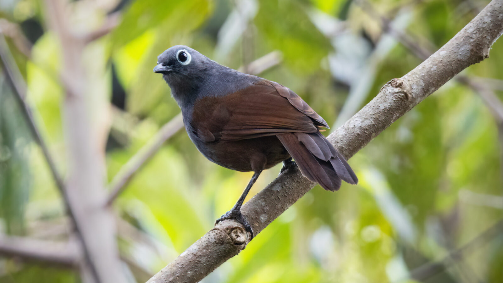 Sunda Laughingthrush