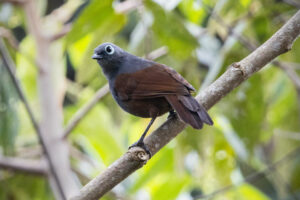 Sunda Laughingthrush