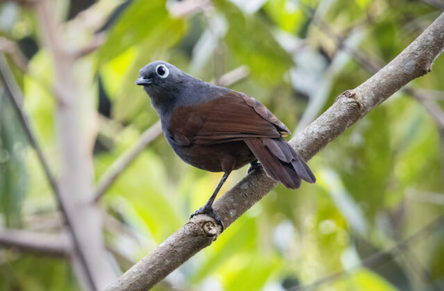Sunda Laughingthrush