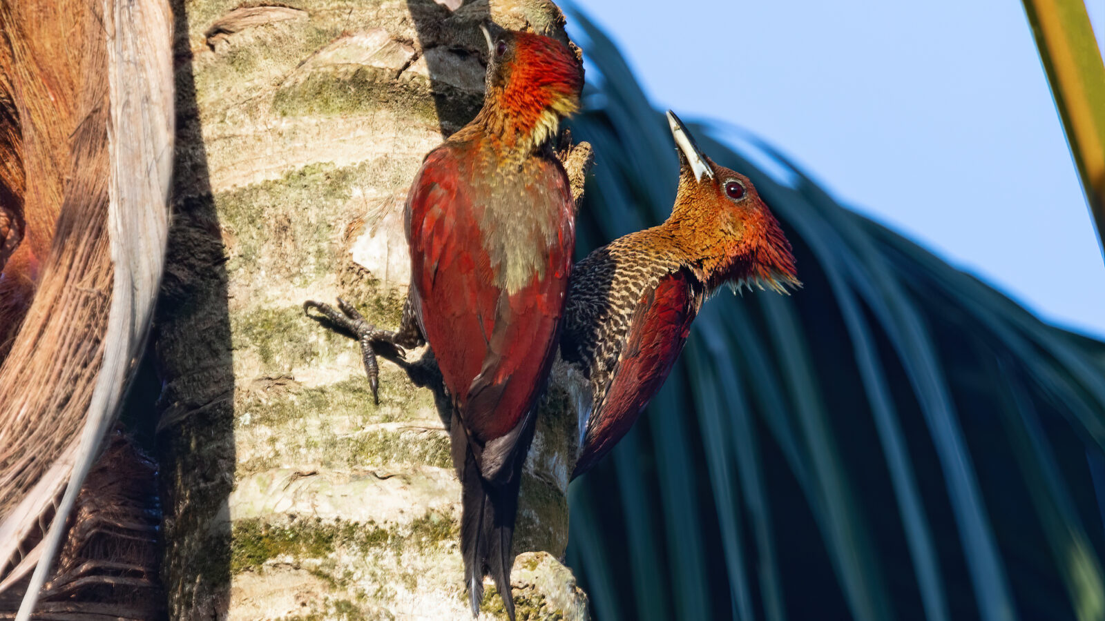 Banded Woodpecker