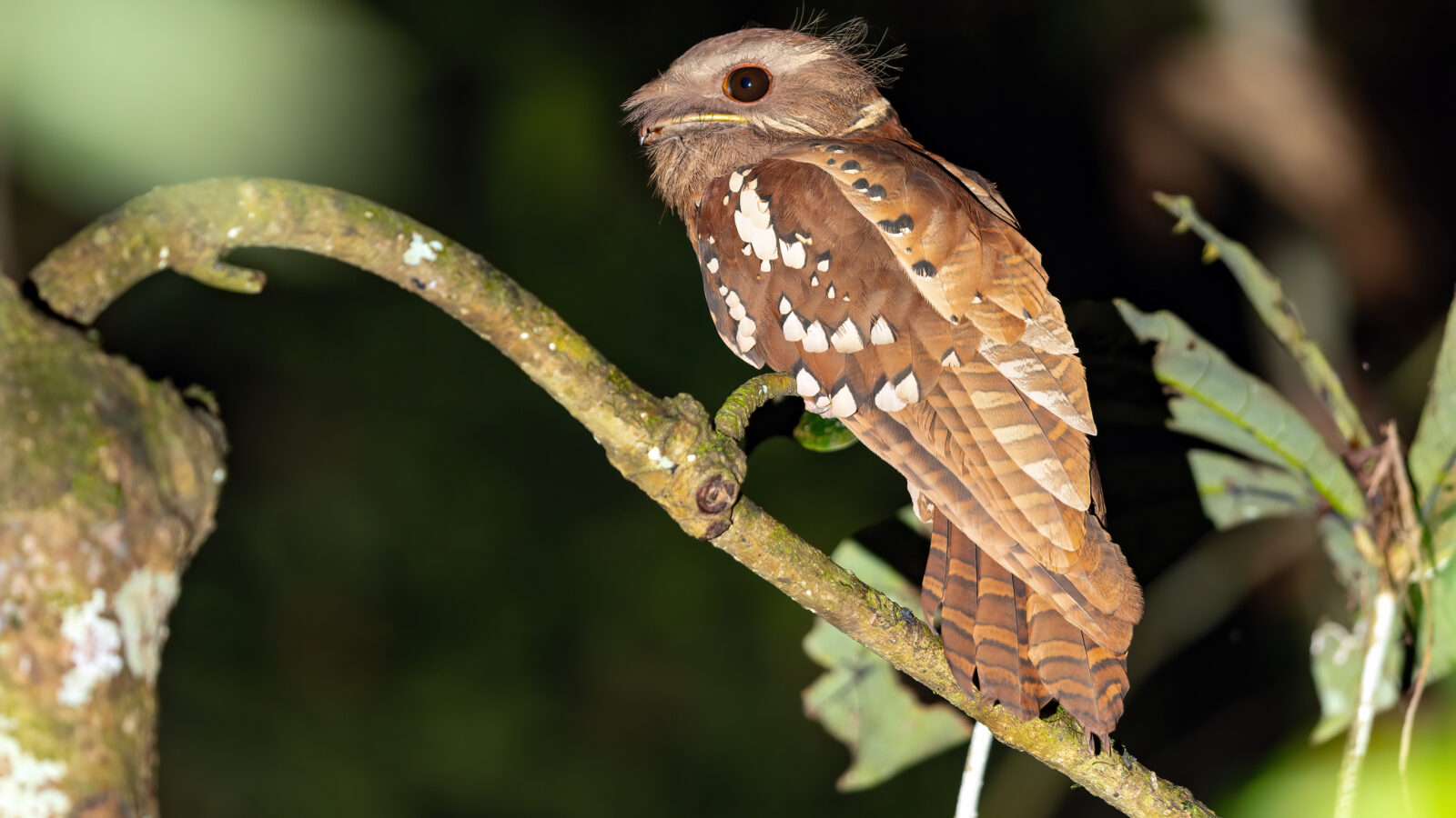 Dulit Frogmouth
