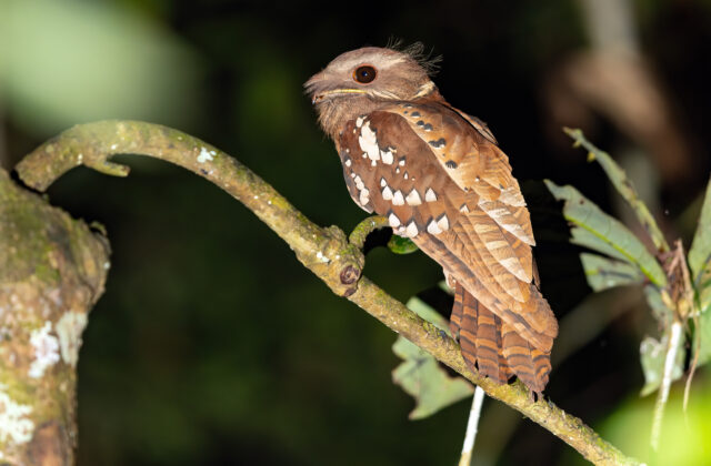 Dulit Frogmouth