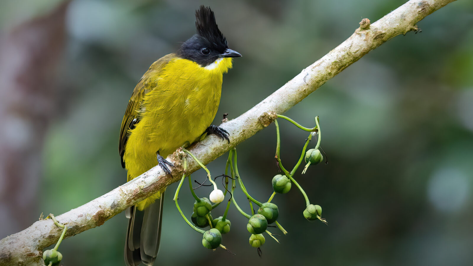 Bornean Bulbul