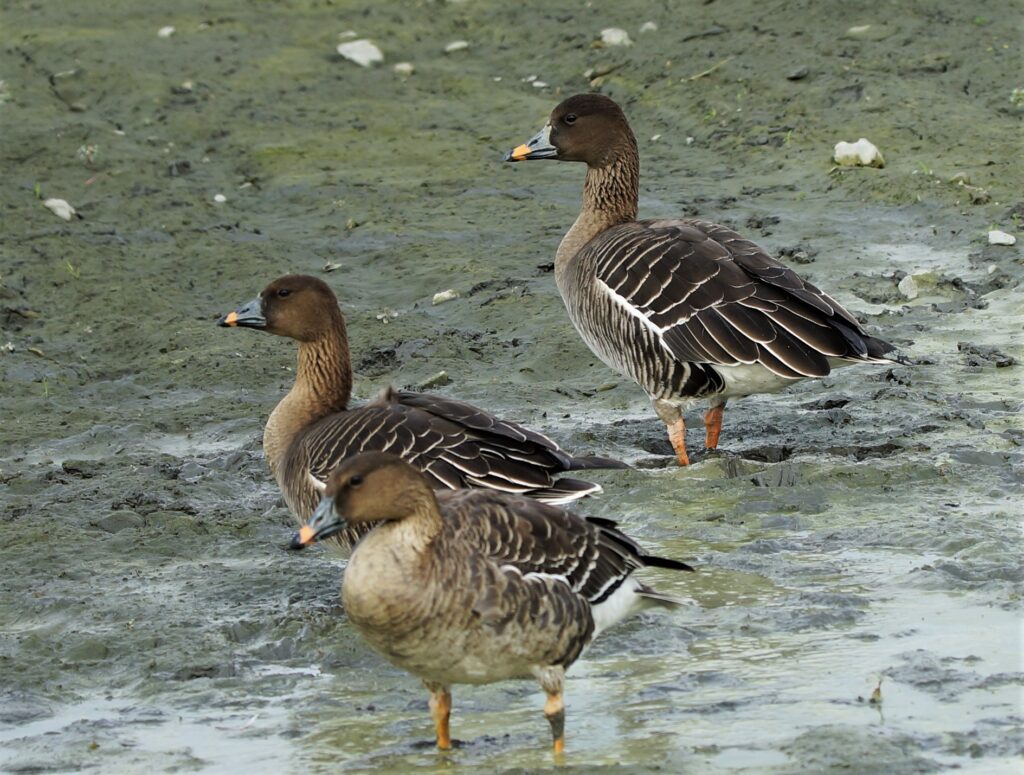 Tundra Bean Goose