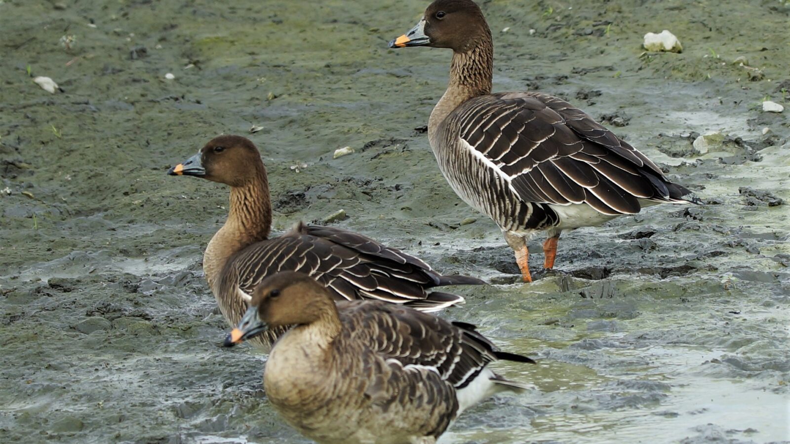 Tundra Bean Goose
