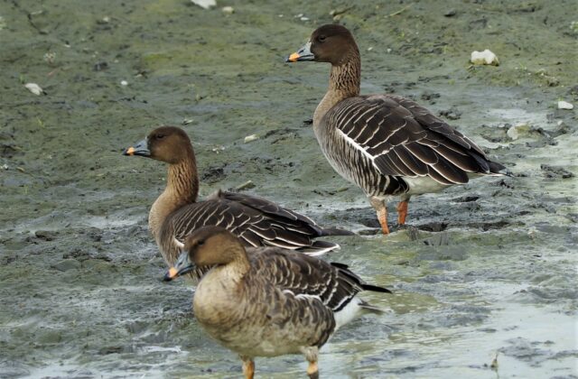 Tundra Bean Goose