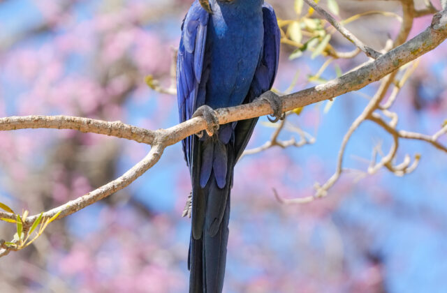 Hyacinth Macaw
