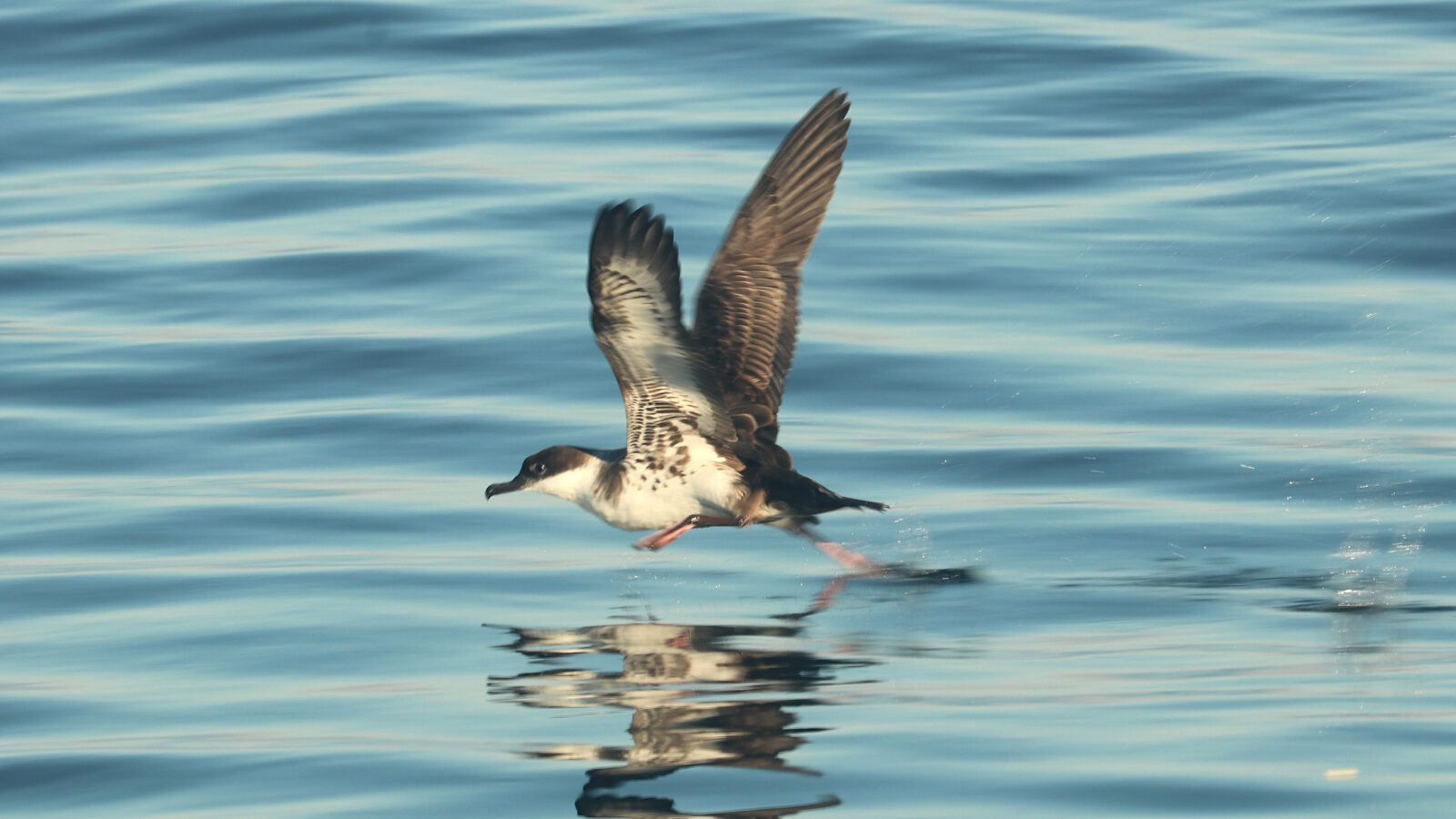 Great Shearwater