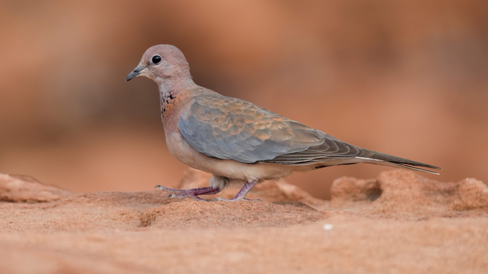 Laughing Dove