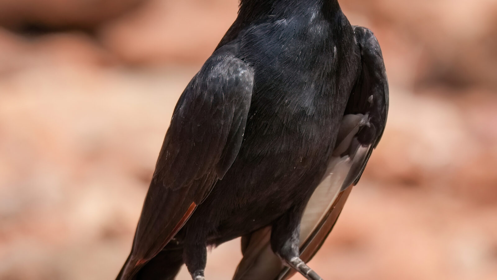 Pale-winged Starling