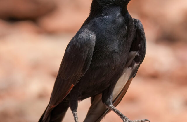 Pale-winged Starling