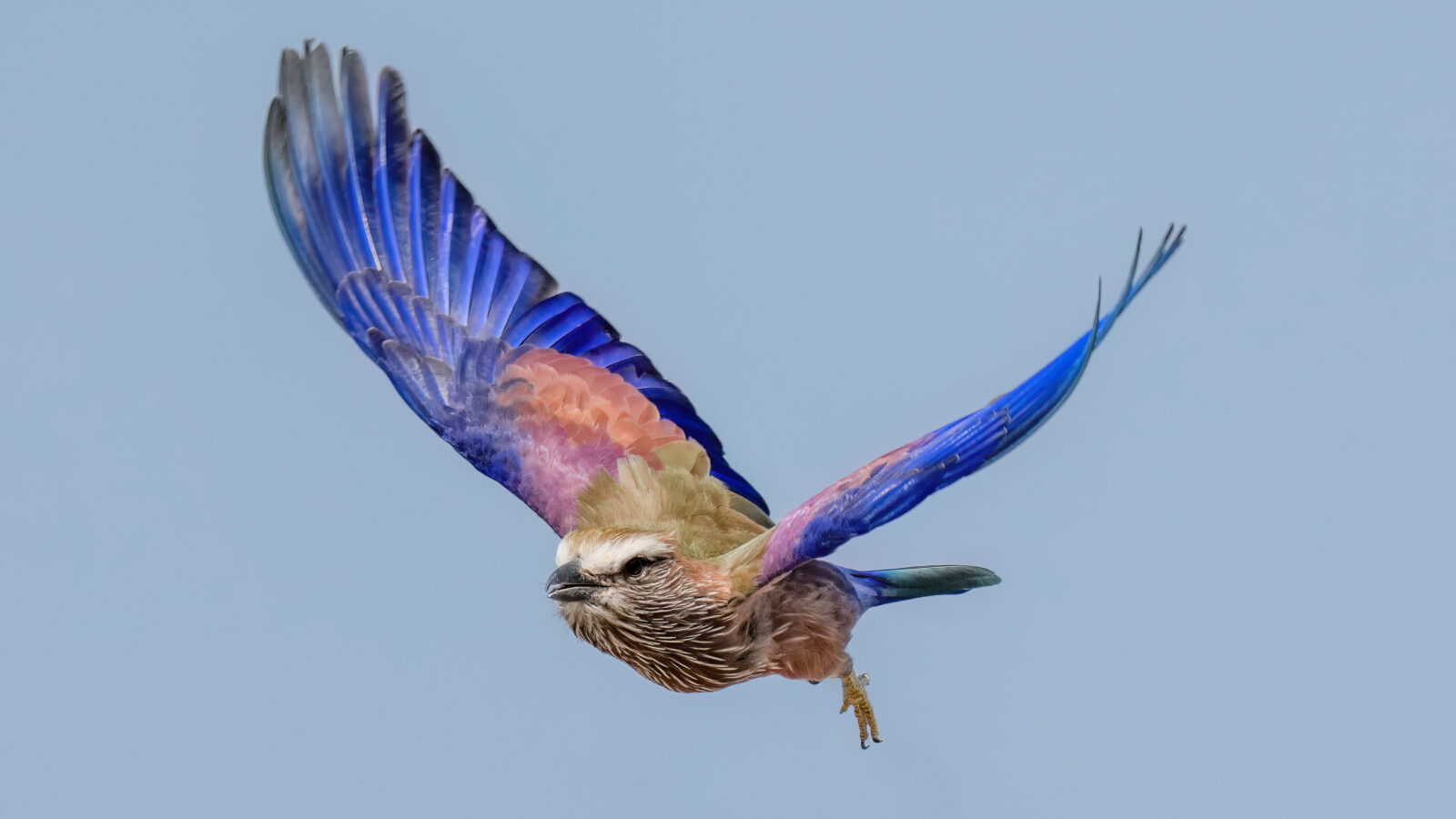 Purple Roller