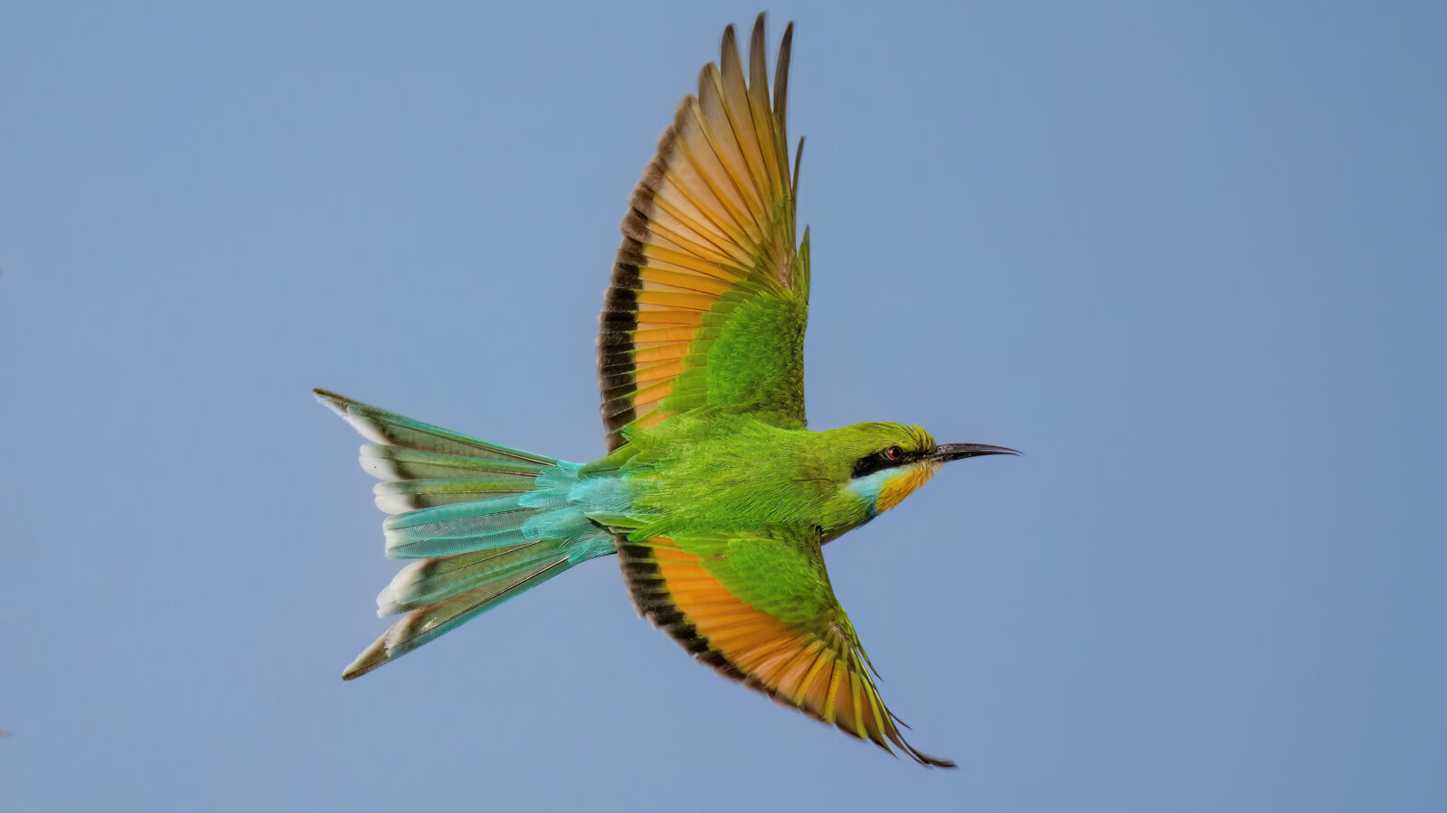 Swallow-tailed Bee-eater