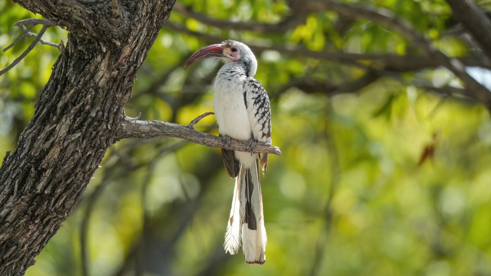 Northern Red-billed Hornbill